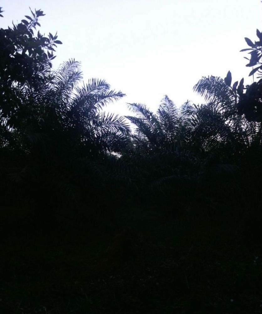 Tierras de cultivo en Venta en San Jose, Costa Rica