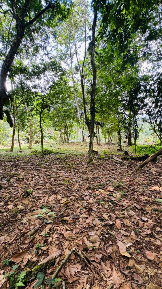 Propiedad en Guapiles, Costa Rica, Guapiles